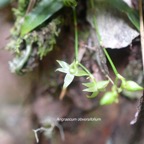 Angraecum obversifolium Orchidace ae Indigène La Réunion 278.jpeg